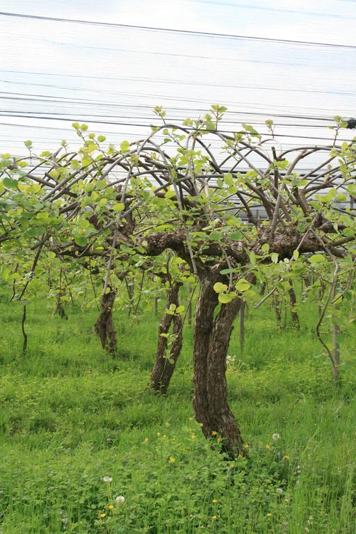 La Meridiana Crocetta del Montello エクステリア 写真
